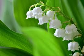 Muguet